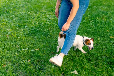 Russell Terrier gibi küçük etkin bir köpek parkta köpek bakıcısıyla çalışır ve hayvan yetiştirmek için ayaklarından yılanı geçirir.