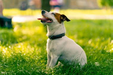 Aktif bir Jack Russell Terrier köpeğinin parkta yürüyüş halindeki portresi. Hayvanlara duyulan sevgi kavramı.