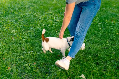 Russell Terrier gibi küçük etkin bir köpek parkta köpek bakıcısıyla çalışır ve hayvan yetiştirmek için ayaklarından yılanı geçirir.