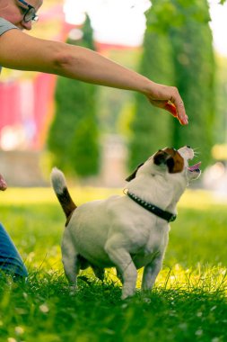Hayvanat bahçesi psikoloğu parkta Jack Russell Terrier ile çalışıyor. Sosyalleşiyor. Köpekler ona övgüler yağdırıyor.