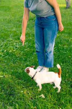 Russell Terrier gibi küçük etkin bir köpek parkta köpek bakıcısıyla çalışır ve hayvan yetiştirmek için ayaklarından yılanı geçirir.