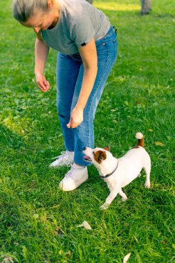 Hayvanat bahçesi psikoloğu parkta Jack Russell Terrier ile çalışıyor. Sosyalleşiyor. Köpekler ona övgüler yağdırıyor.