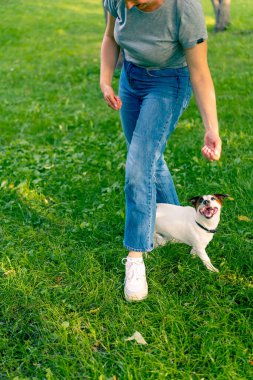Russell Terrier gibi küçük etkin bir köpek parkta köpek bakıcısıyla çalışır ve hayvan yetiştirmek için ayaklarından yılanı geçirir.