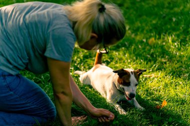 Hayvanat bahçesi psikoloğu parkta Jack Russell Terrier ile çalışıyor. Köpeği sosyalleştiriyor.