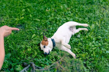 Hayvanat bahçesi psikoloğu parkta Jack Russell Terrier ile çalışıyor. Köpeği sosyalleştiriyor.