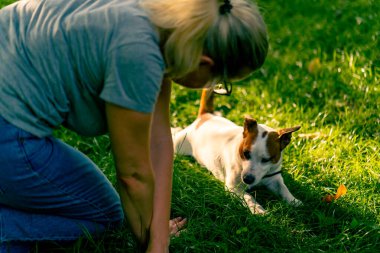 Hayvanat bahçesi psikoloğu parkta Jack Russell Terrier ile çalışıyor. Köpeği sosyalleştiriyor.