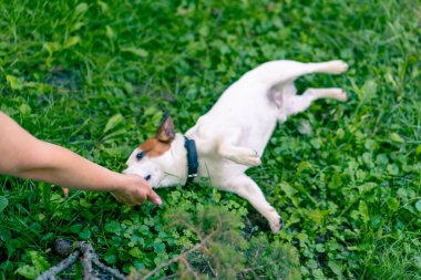 Hayvanat bahçesi psikoloğu parkta Jack Russell Terrier ile çalışıyor. Köpeği sosyalleştiriyor.