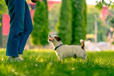 Bir kadın parkta küçük, aktif bir Jack Russell Terrier köpeğiyle yürüyor. Aşk ve hayvan eğitimi kavramı.