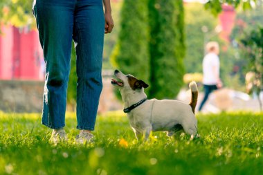 Bir kadın parkta küçük, aktif bir Jack Russell Terrier köpeğiyle yürüyor. Aşk ve hayvan eğitimi kavramı.