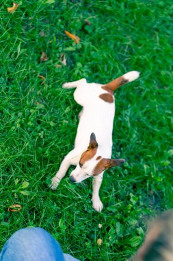 Aktif bir Jack Russell Terrier köpeğinin portresi parkta yürürken çimen konseptine uzanmış hayvanlara karşı sevgi besliyor.