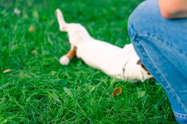 Hayvanat bahçesi psikoloğu parkta Jack Russell Terrier ile çalışıyor. Sosyalleşiyor. Köpekler ona övgüler yağdırıyor.