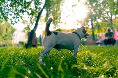 Aktif bir Jack Russell Terrier köpeğinin parkta yürüyüş halindeki portresi. Hayvanlara duyulan sevgi kavramı.