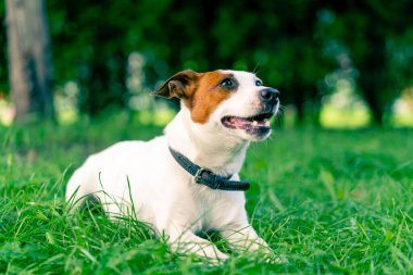 Aktif bir Jack Russell Terrier köpeğinin portresi parkta yürürken çimen konseptine uzanmış hayvanlara karşı sevgi besliyor.