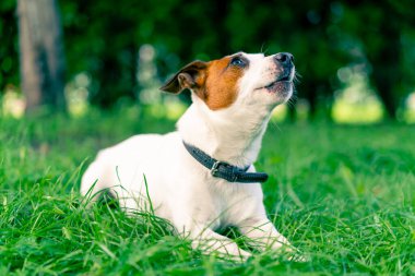 Aktif bir Jack Russell Terrier köpeğinin portresi parkta yürürken çimen konseptine uzanmış hayvanlara karşı sevgi besliyor.