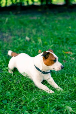 Aktif bir Jack Russell Terrier köpeğinin portresi parkta yürürken çimen konseptine uzanmış hayvanlara karşı sevgi besliyor.