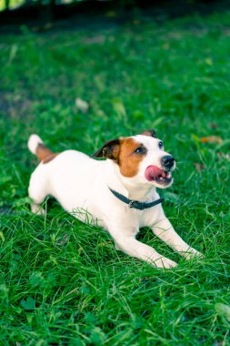 Aktif bir Jack Russell Terrier köpeğinin portresi parkta yürürken çimen konseptine uzanmış hayvanlara karşı sevgi besliyor.