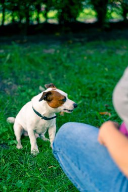 Hayvanat bahçesi psikoloğu parkta Jack Russell Terrier ile çalışıyor. Köpeği sosyalleştiriyor.