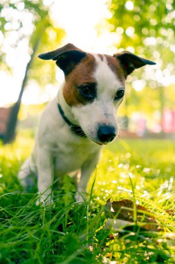 Aktif bir Jack Russell Terrier köpeğinin parkta yürüyüş halindeki portresi. Hayvanlara duyulan sevgi kavramı.
