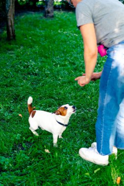 Hayvanat bahçesi psikoloğu parkta Jack Russell Terrier ile çalışıyor. Köpeği sosyalleştiriyor.