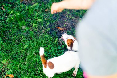 Hayvanat bahçesi psikoloğu parkta Jack Russell Terrier ile çalışıyor. Köpeği sosyalleştiriyor.
