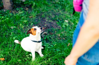Hayvanat bahçesi psikoloğu parkta Jack Russell Terrier ile çalışıyor. Köpeği sosyalleştiriyor.