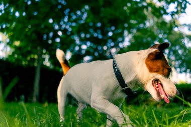 Aktif bir Jack Russell Terrier köpeğinin parkta yürüyüş halindeki portresi. Hayvanlara duyulan sevgi kavramı.