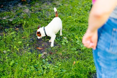 Hayvanat bahçesi psikoloğu parkta Jack Russell Terrier ile çalışıyor. Köpeği sosyalleştiriyor.