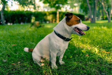 Aktif bir Jack Russell Terrier köpeğinin parkta yürüyüş halindeki portresi. Hayvanlara duyulan sevgi kavramı.