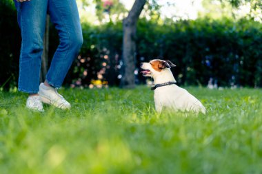 Hayvanat bahçesi psikoloğu parkta Jack Russell Terrier ile çalışıyor. Köpeği sosyalleştiriyor.