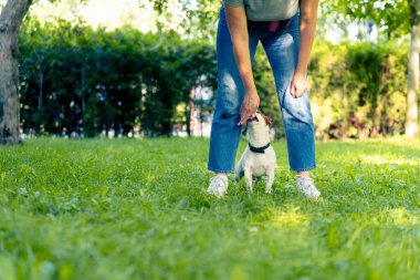 Jack Russell Terrier cinsinden küçük aktif bir köpek hayvan eğitim parkında köpek eğitmeniyle çalışıyor.