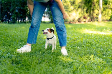 Jack Russell Terrier cinsinden küçük aktif bir köpek hayvan eğitim parkında köpek eğitmeniyle çalışıyor.