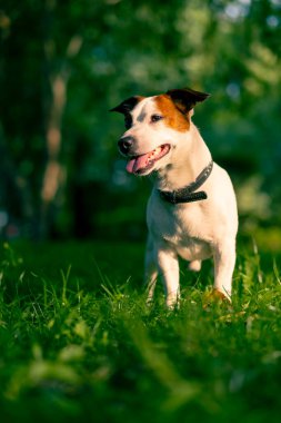 Aktif bir Jack Russell Terrier köpeğinin parkta yürüyüş halindeki portresi. Hayvanlara duyulan sevgi kavramı.