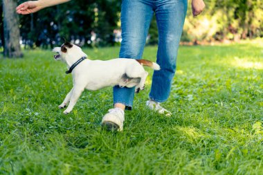 Jack Russell Terrier cinsinden küçük aktif bir köpek hayvan eğitim parkında köpek eğitmeniyle çalışıyor.