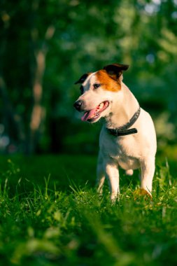 Aktif bir Jack Russell Terrier köpeğinin parkta yürüyüş halindeki portresi. Hayvanlara duyulan sevgi kavramı.