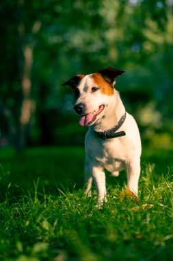 Aktif bir Jack Russell Terrier köpeğinin parkta yürüyüş halindeki portresi. Hayvanlara duyulan sevgi kavramı.