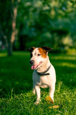 Aktif bir Jack Russell Terrier köpeğinin parkta yürüyüş halindeki portresi. Hayvanlara duyulan sevgi kavramı.
