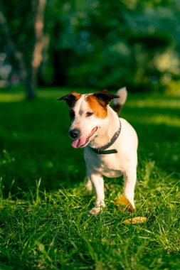 Aktif bir Jack Russell Terrier köpeğinin parkta yürüyüş halindeki portresi. Hayvanlara duyulan sevgi kavramı.