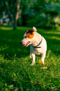 Aktif bir Jack Russell Terrier köpeğinin parkta yürüyüş halindeki portresi. Hayvanlara duyulan sevgi kavramı.