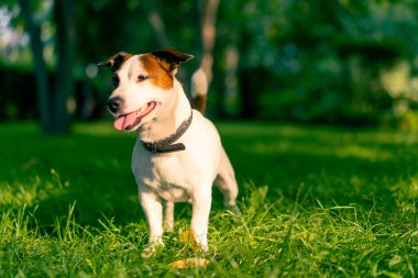 Aktif bir Jack Russell Terrier köpeğinin parkta yürüyüş halindeki portresi. Hayvanlara duyulan sevgi kavramı.