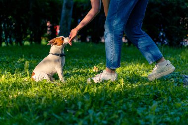 Hayvanat bahçesi psikoloğu parkta Jack Russell Terrier ile çalışıyor. Sosyalleşiyor. Köpekler ona övgüler yağdırıyor.