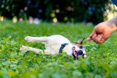 Aktif bir Jack Russell Terrier köpeğinin parkta yürüyüş halindeki portresi. Hayvanlara duyulan sevgi kavramı.