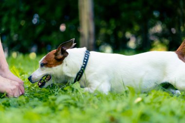Aktif bir Jack Russell Terrier köpeğinin parkta yürüyüş halindeki portresi. Hayvanlara duyulan sevgi kavramı.