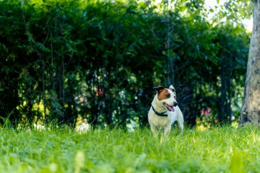 Aktif bir Jack Russell Terrier köpeğinin parkta yürüyüş halindeki portresi. Hayvanlara duyulan sevgi kavramı.