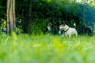 Aktif bir Jack Russell Terrier köpeğinin parkta yürüyüş halindeki portresi. Hayvanlara duyulan sevgi kavramı.