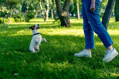 Jack Russell Terrier cinsinden küçük aktif bir köpek hayvan eğitim parkında köpek eğitmeniyle çalışıyor.
