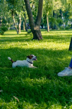 Jack Russell Terrier cinsinden küçük aktif bir köpek hayvan eğitim parkında köpek eğitmeniyle çalışıyor.