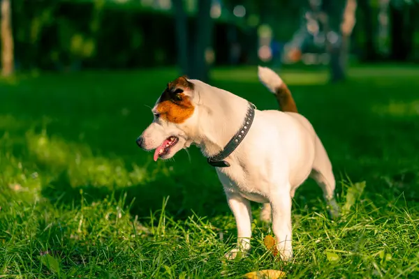 Портрет Активного Грайливого Джек Російського Тер Єра Собаки Прогулянці Парку — стокове фото
