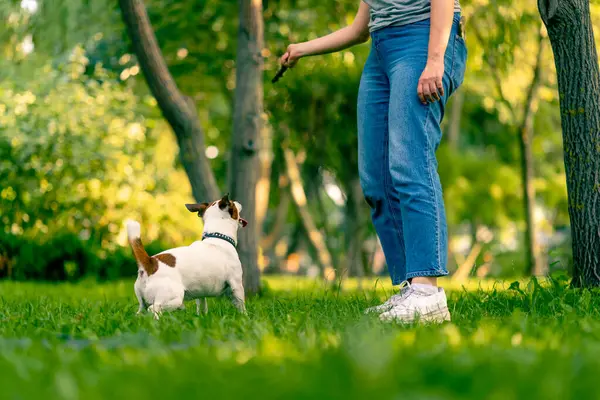 Owner Small Funny Active Jack Russell Dog Plays City Park — Stock Photo, Image