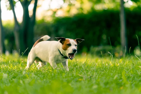 在公园里散步的一只活泼活泼的杰克 鲁塞尔犬的肖像画爱动物的概念 — 图库照片