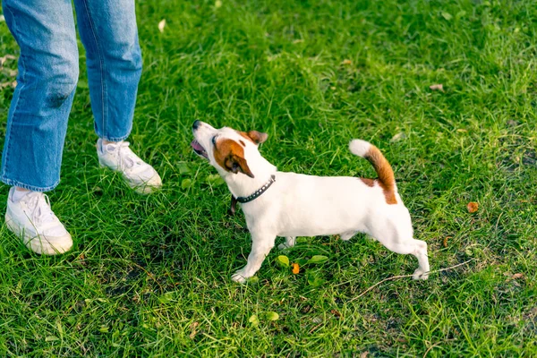 Jack Russell Terrier cinsinden küçük aktif bir köpek hayvan eğitim parkında köpek eğitmeniyle çalışıyor.